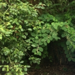 Japanese Knotweed Removal in Northampton