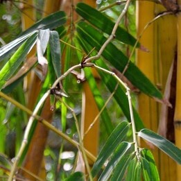 Bamboo Leaf