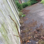 Japanese Knotweed Eradication in Irthlingborough