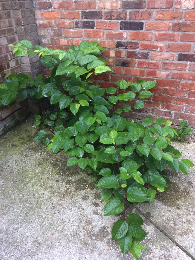 Japanese knotweed in raunds