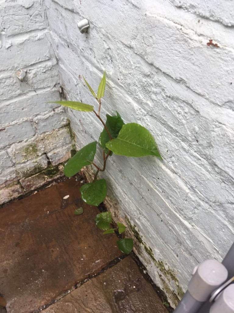 Japanese knotweed in Kettering