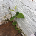 Japanese Knotweed in Kettering
