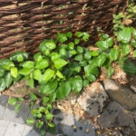 Removal of Japanese Knotweed in thrapston