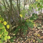 Japanese Knotweed Eradication in Wellingborough