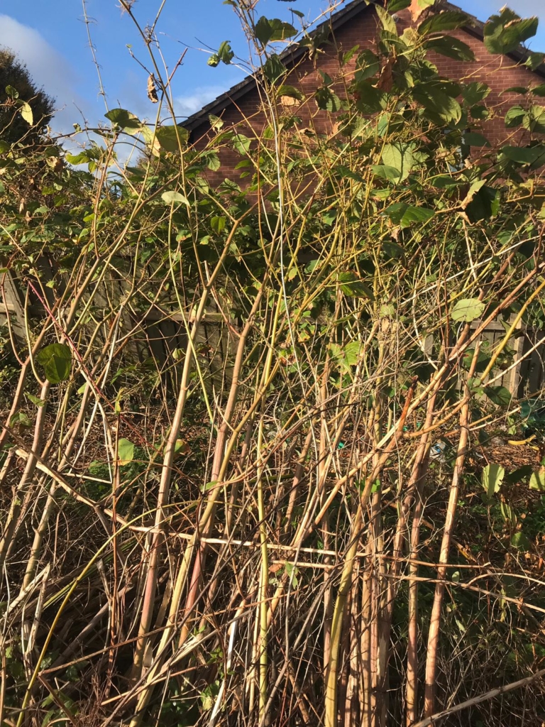 Japanese Knotweed in Autumn