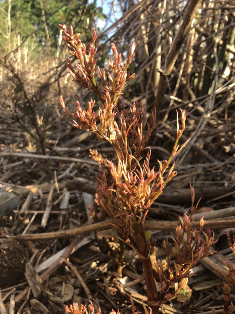 japanese knotweed in Northamptonshire