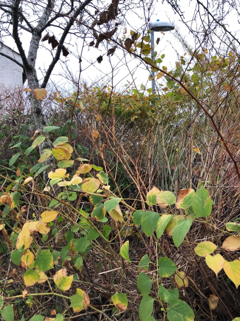 Removal of Japanese Knotweed in Oundle