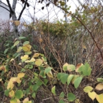 eradication of japanese knotweed in oundle