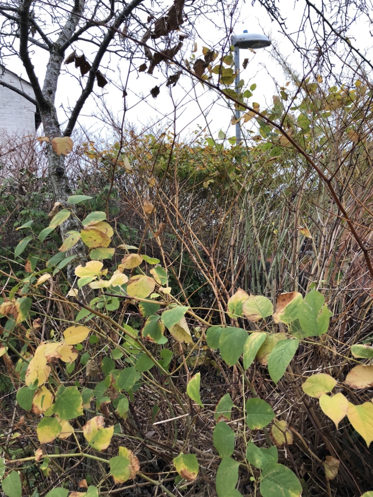 japanese knotweed eradication in oundle - Japanese Knotweed Expert - Japanese Knotweed Removal and Eradication japanese knotweed eradication in oundle