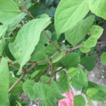 Eradication of Japanese Knotweed in Corby