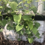 Japanese knotweed in Burton Latimer