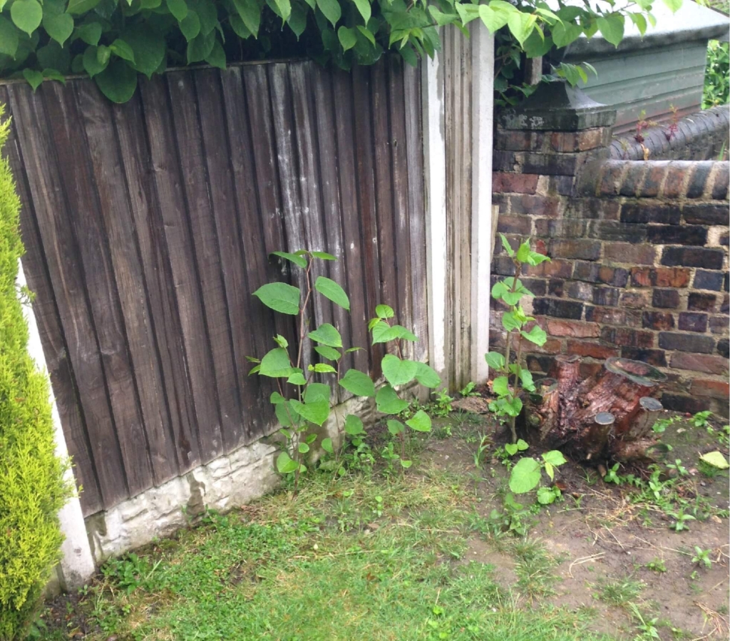 Eradication of Japanese Knotweed Rothwell