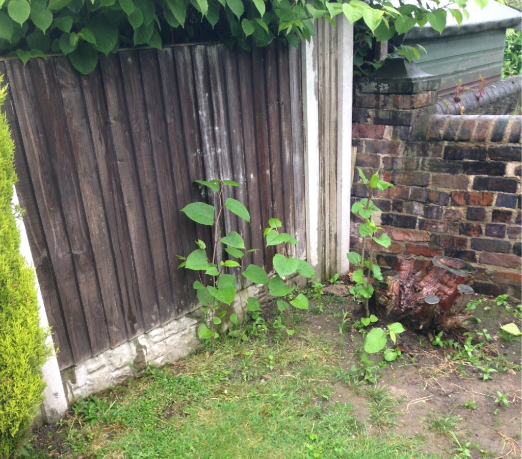 Japanese knotweed in rothwell