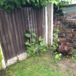 Eradication of Japanese Knotweed in Rothwell