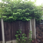 Removing Japanese Knotweed in Bury Mount