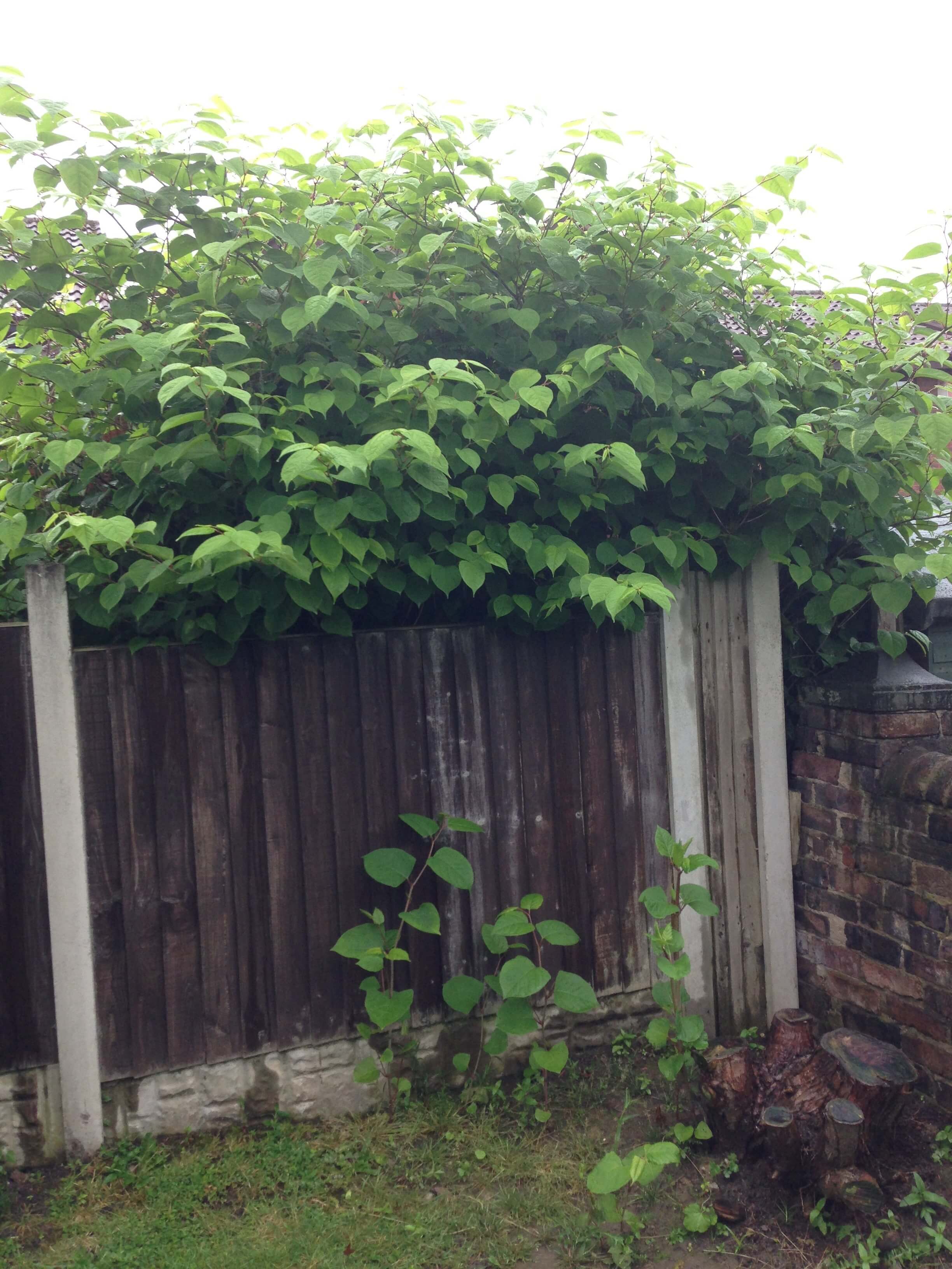 Removing Japanese Knotweed in Bury Mount