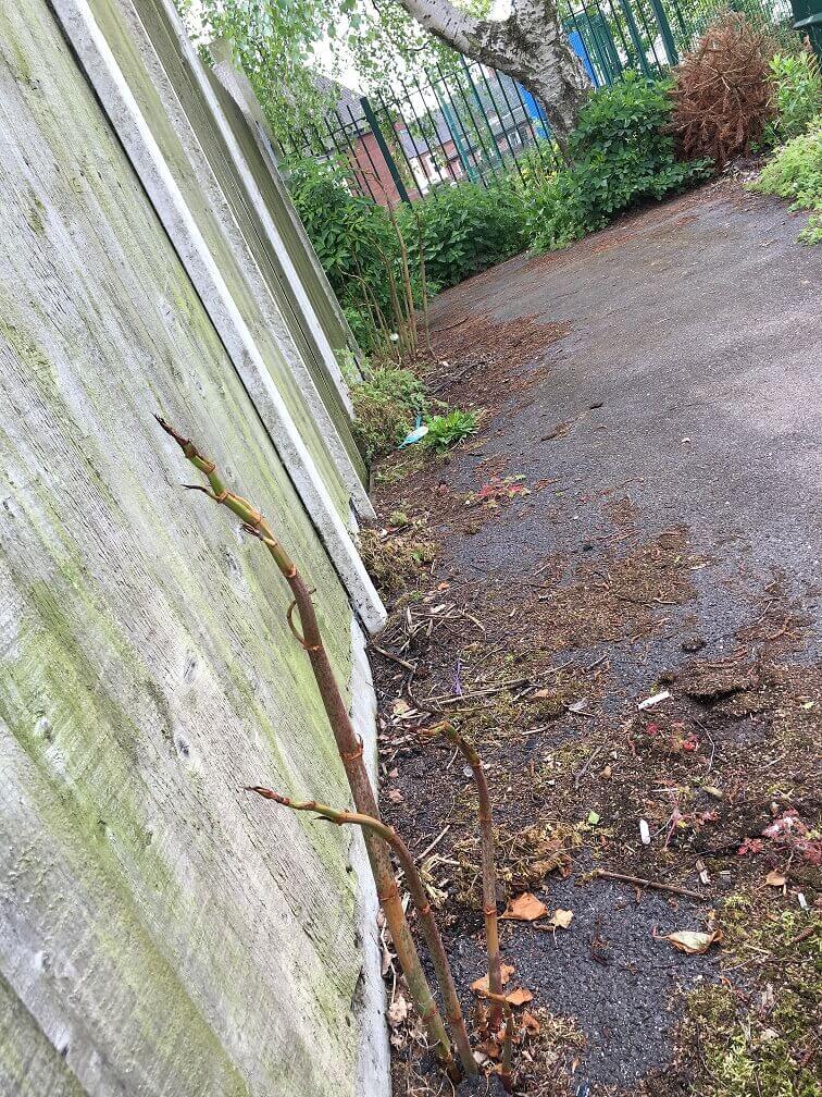 Japanese Knotweed Eradication in Irthlingborough