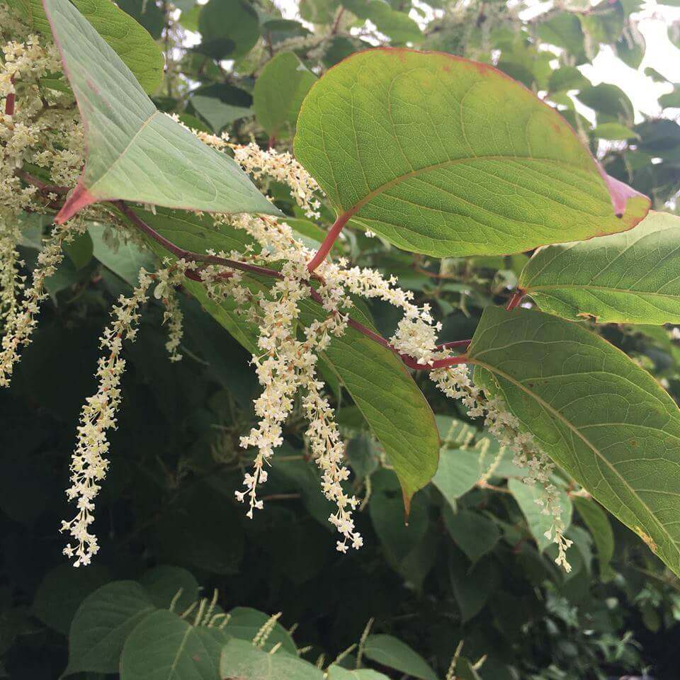 Japanese knotweed in Brackley