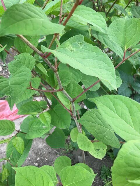 knotweed in Corby