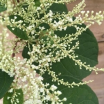 Japanese Knotweed Flowers