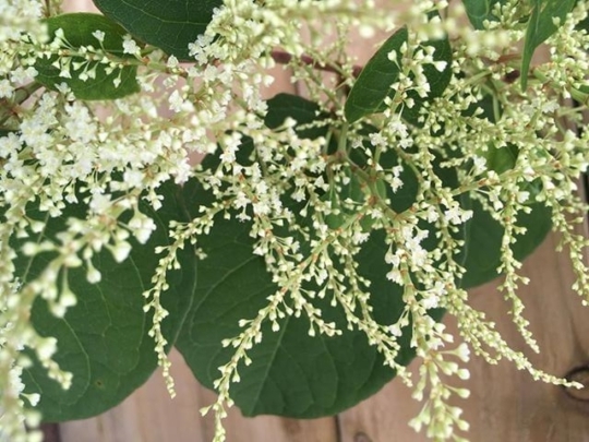 UK Law and Japanese Knotweed
