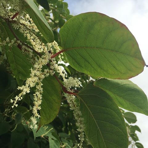 Removing Japanese Knotweed