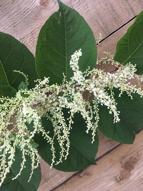 Japanese Knotweed Flowers