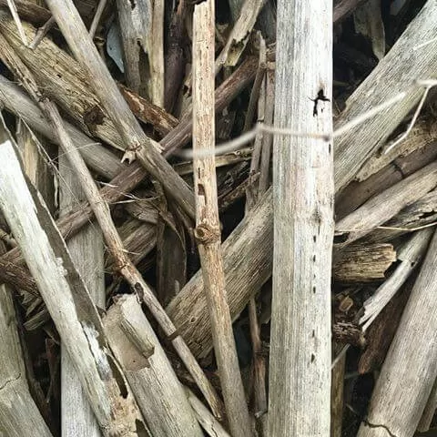 Japanese Knotweed Dead Stems