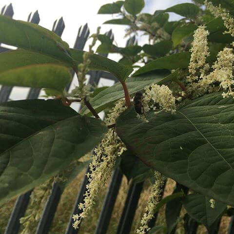 Close up of Japanese Knotweed