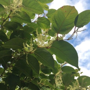 Japanese Knotweed in the Summer