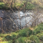 Japanese Knotweed growing on a Riverbank