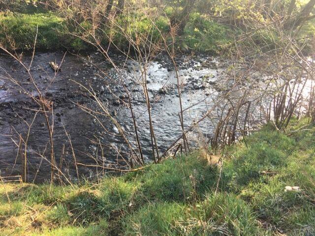 Japanese Knotweed growing on a Riverbank