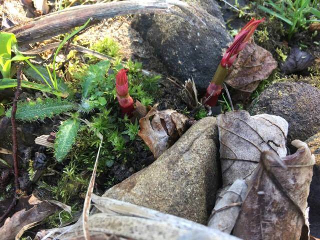 New Shoots of Japanese Knotweed