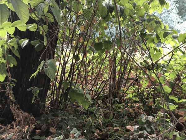 Japanese Knotweed Treatment Warwick