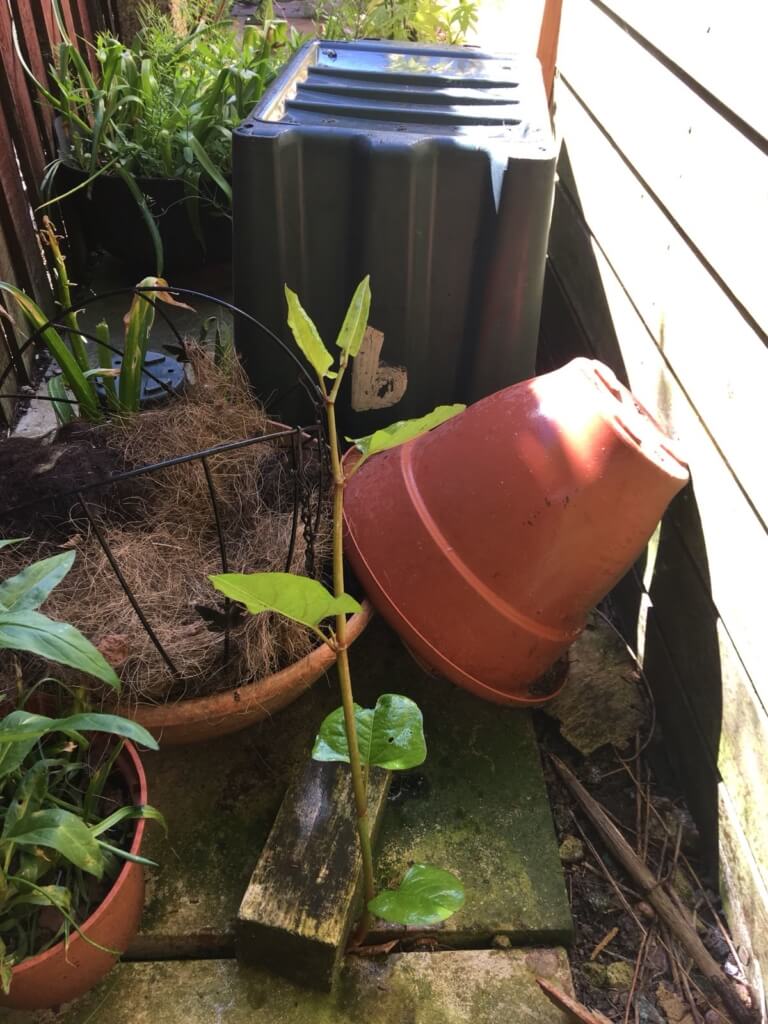 Japanese Knotweed removal in Southam