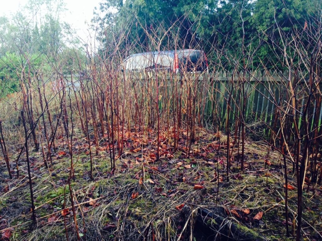 knotweed in the winter