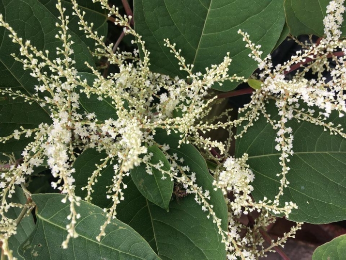 identify japanese knotweed