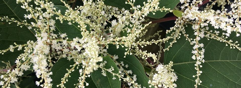 Japanese Knotweed P35 Expert Report