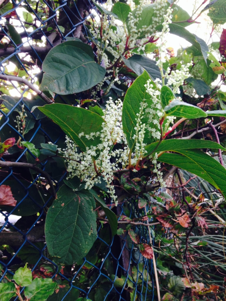 neighbours with Japanese knotweed