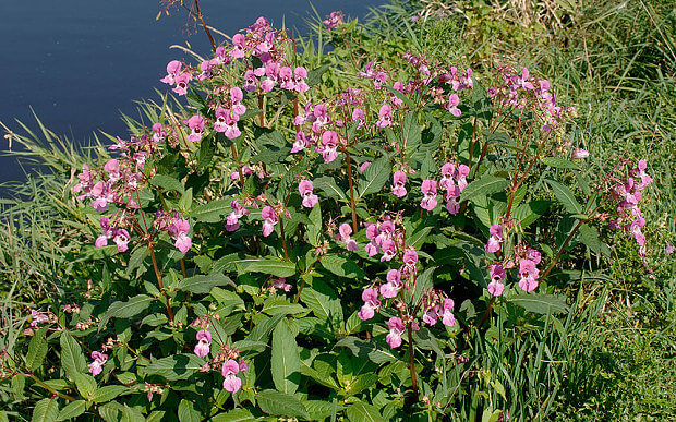 Himalayan Balsam - Japanese Knotweed Expert - Japanese Knotweed Removal and Eradication Himalayan Balsam Removal