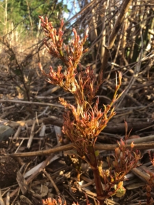 japanese knotweed a problem