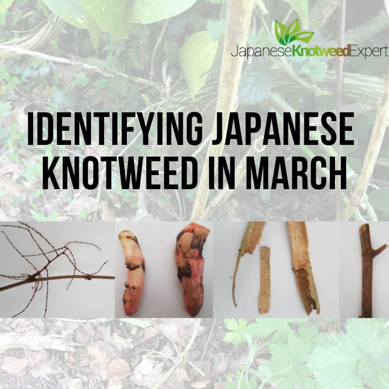 Japanese Knotweed Identification in March