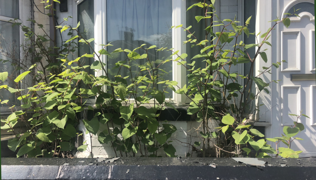 Selling a house with Japanese knotweed. Selling a house with Japanese knotweed.