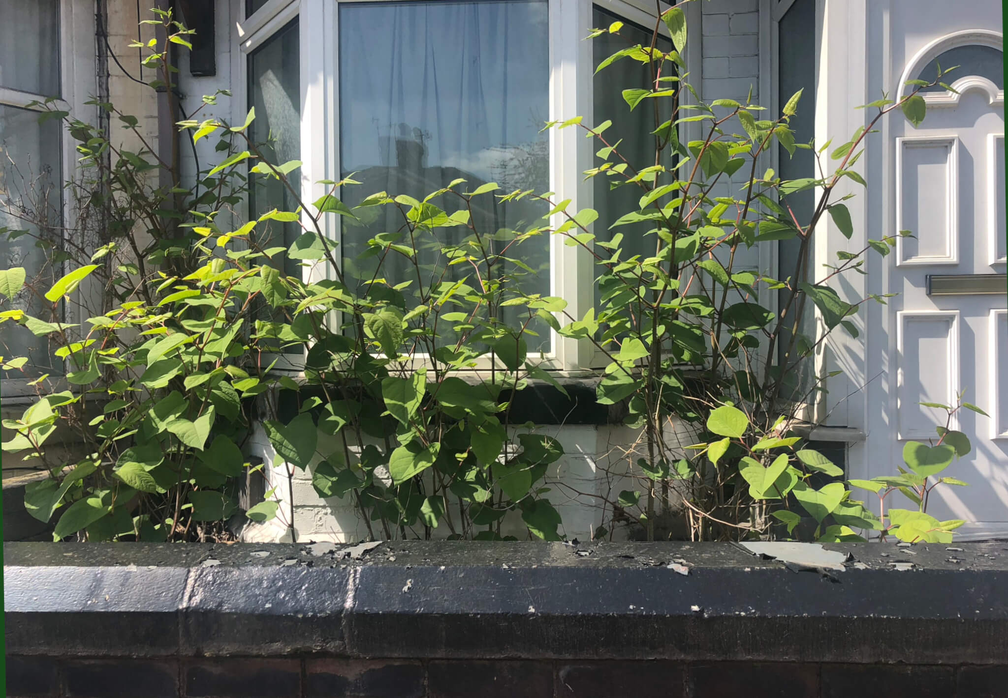 How to Identify Japanese Knotweed This Summer