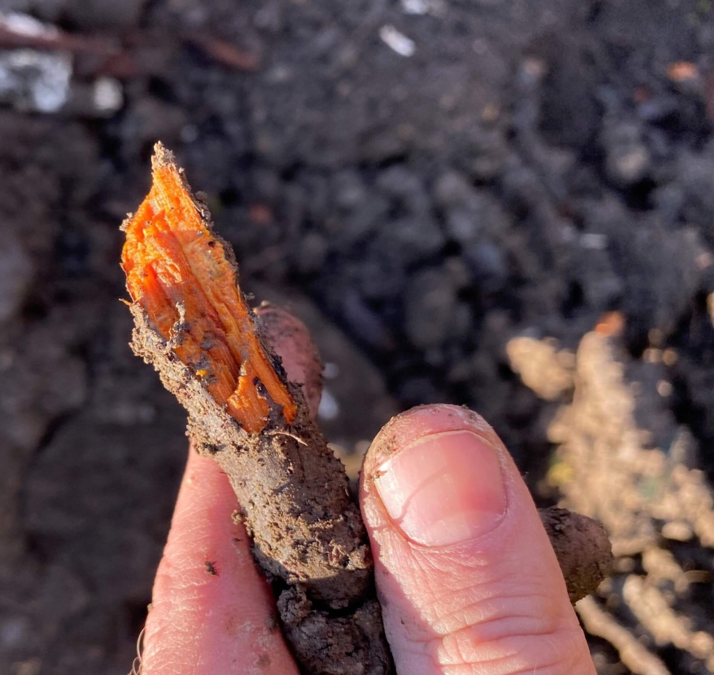 Japanese knotweed excavation in derbyshire