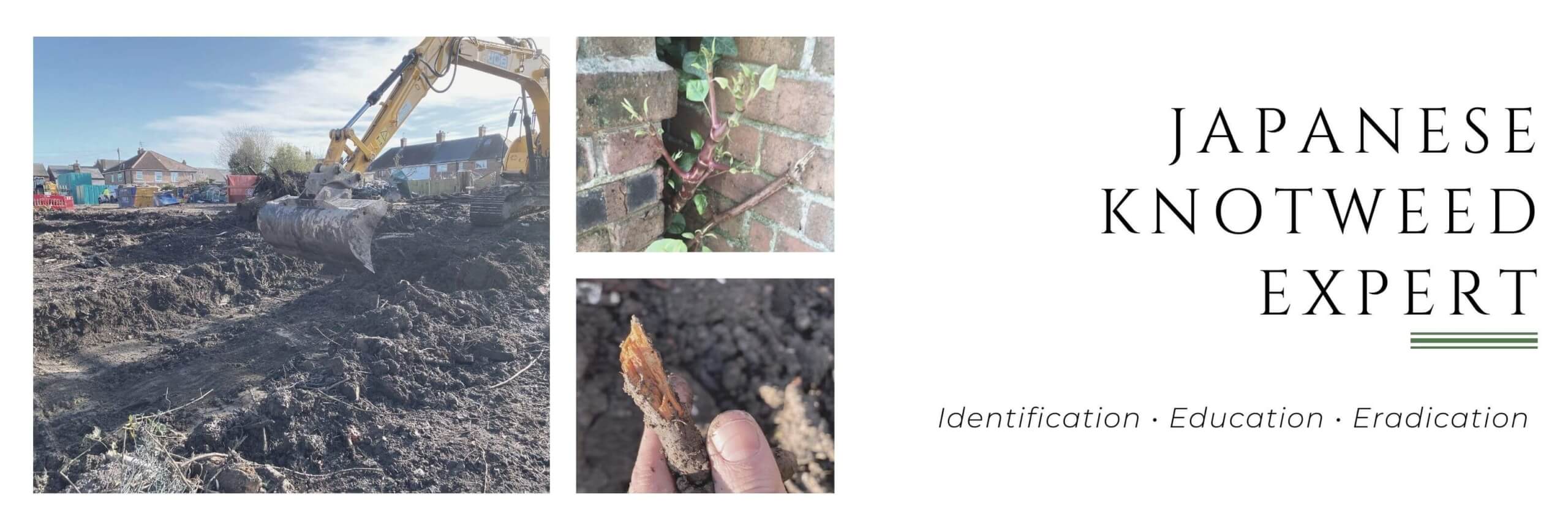 Japanese Knotweed Damage