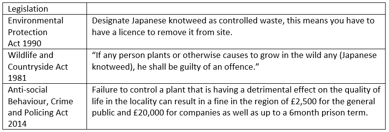 uk law and japanese knotweed
