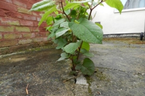 Japanese Knotweed in Barking and Dagenham