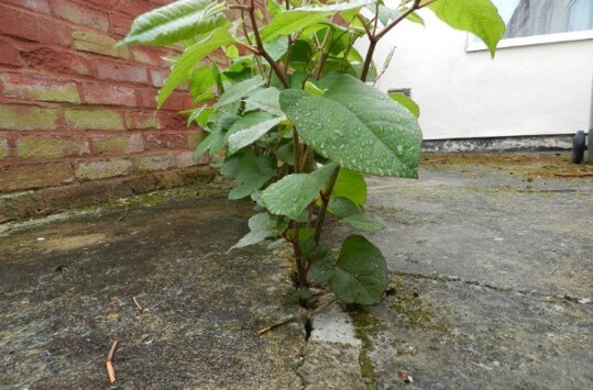 Japanese knotweed on your property