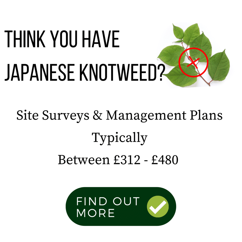 Identifying Japanese Knotweed - Japanese Knotweed Expert - Japanese ...